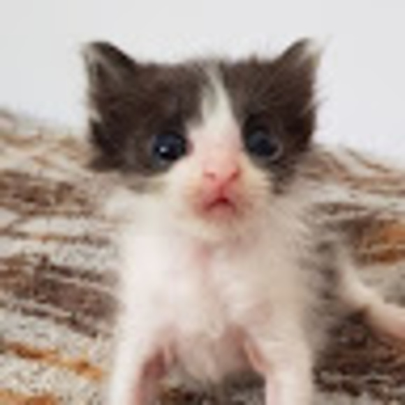 Meet your Posher, Meow - Picture 1 of 1